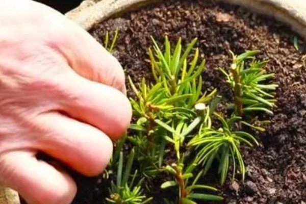 红豆杉怎么播种，用高锰酸钾溶液浸种消毒后再撒播