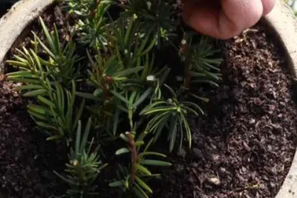 红豆杉怎么播种，用高锰酸钾溶液浸种消毒后再撒播