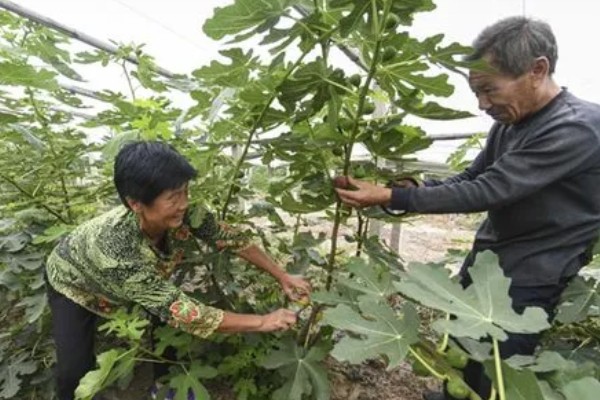 无花果何时修剪,冬春季节是适宜时间