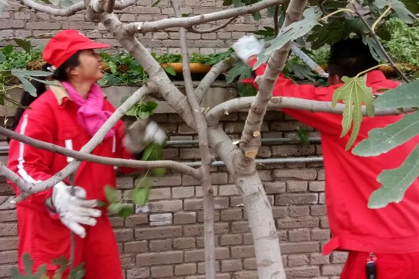 无花果何时修剪,冬春季节是适宜时间
