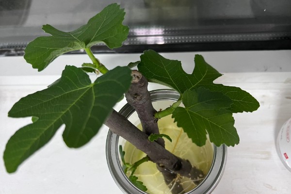 无花果何时修剪,冬春季节是适宜时间
