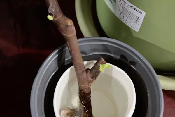 无花果何时修剪,冬春季节是适宜时间