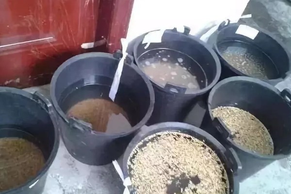 怎么用土方法防治蔬菜害虫，喷施米醋溶液可避免虫卵滋生