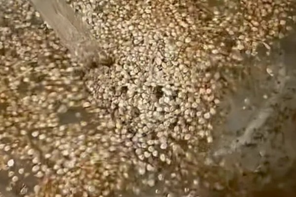 怎么用土方法防治蔬菜害虫，喷施米醋溶液可避免虫卵滋生