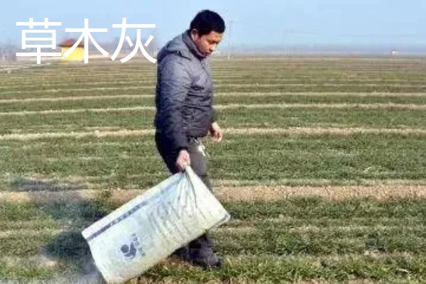 怎么用土方法防治蔬菜害虫，喷施米醋溶液可避免虫卵滋生