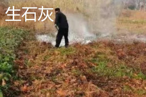 怎么用土方法防治蔬菜害虫，喷施米醋溶液可避免虫卵滋生