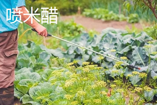 怎么用土方法防治蔬菜害虫，喷施米醋溶液可避免虫卵滋生