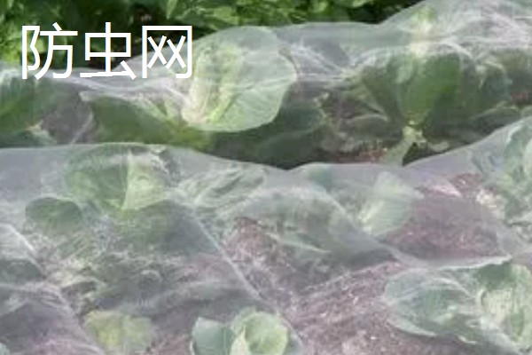 怎么用土方法防治蔬菜害虫，喷施米醋溶液可避免虫卵滋生