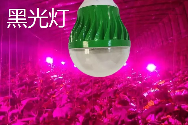 怎么用土方法防治蔬菜害虫，喷施米醋溶液可避免虫卵滋生