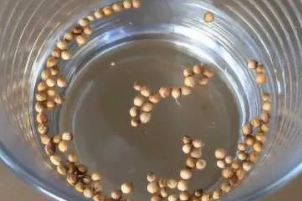 怎么用土方法防治蔬菜害虫，喷施米醋溶液可避免虫卵滋生