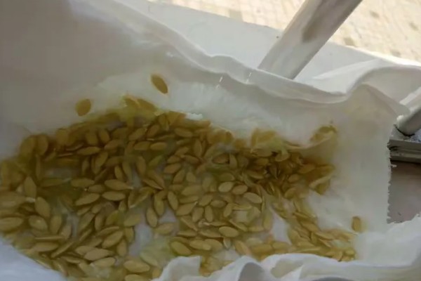 怎么用土方法防治蔬菜害虫，喷施米醋溶液可避免虫卵滋生