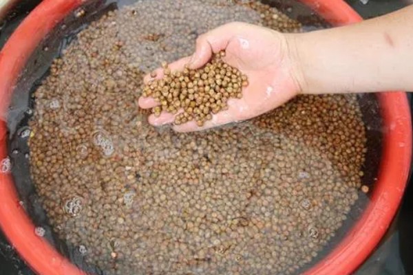 怎么用土方法防治蔬菜害虫，喷施米醋溶液可避免虫卵滋生