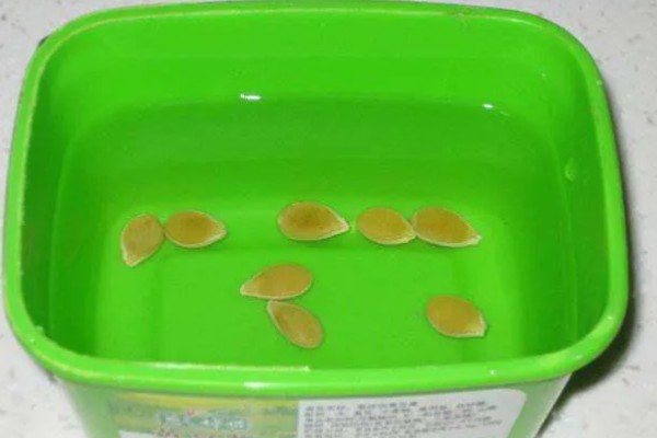 怎么用土方法防治蔬菜害虫，喷施米醋溶液可避免虫卵滋生