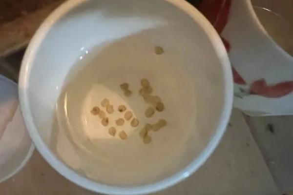 怎么用土方法防治蔬菜害虫，喷施米醋溶液可避免虫卵滋生