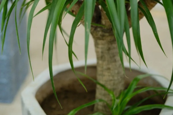 龙血树的修剪方法,不同时期需要不同的修剪方法