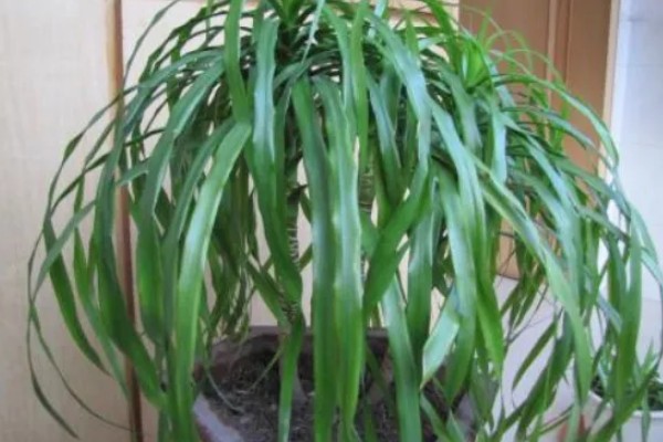 龙血树的修剪方法,不同时期需要不同的修剪方法