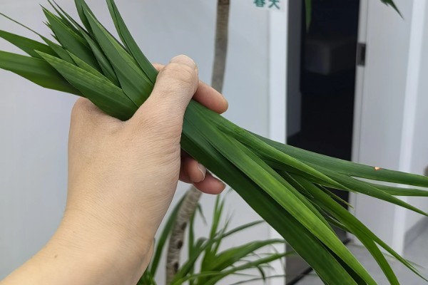 龙血树的修剪方法,不同时期需要不同的修剪方法