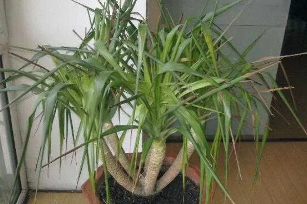 龙血树的修剪方法,不同时期需要不同的修剪方法