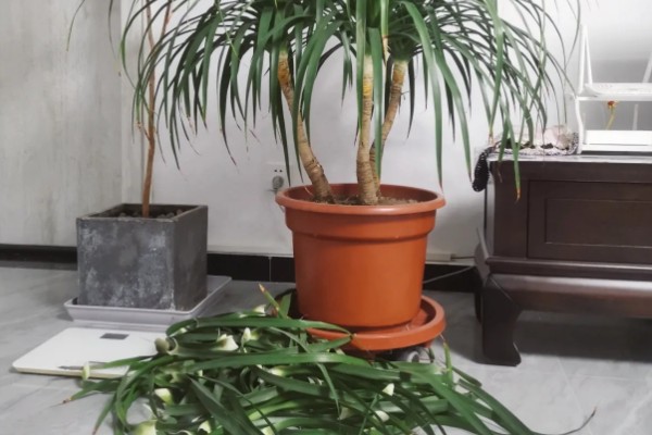 龙血树的修剪方法,不同时期需要不同的修剪方法