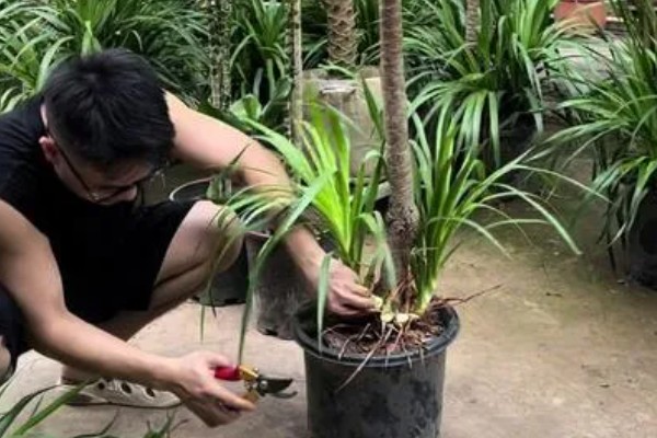 龙血树的修剪方法,不同时期需要不同的修剪方法