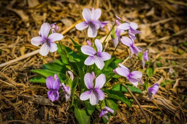 紫花地丁的花语，寓意诚信、活泼可爱等