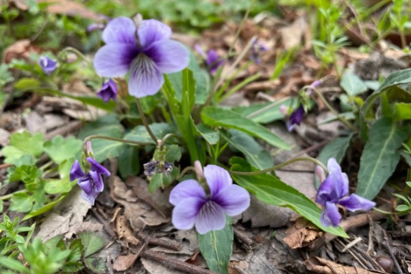紫花地丁的花语，寓意诚信、活泼可爱等