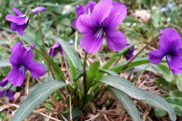 紫花地丁的花语，寓意诚信、活泼可爱等
