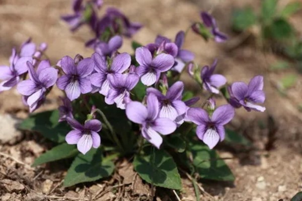 紫花地丁的花语，寓意诚信、活泼可爱等