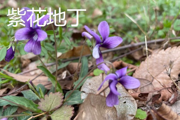 紫花地丁的花语，寓意诚信、活泼可爱等