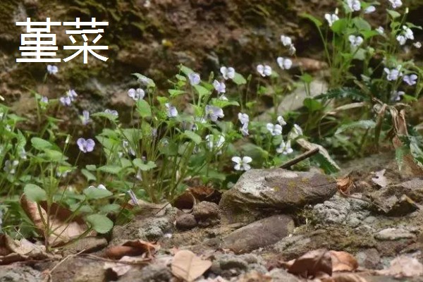 紫花地丁的花语，寓意诚信、活泼可爱等