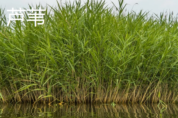 水草泥怎样铺，先要将水缸中的东西清理干净