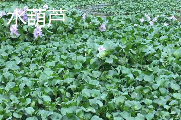 水草泥怎样铺，先要将水缸中的东西清理干净