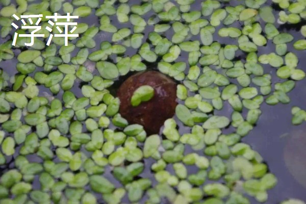 水草泥怎样铺，先要将水缸中的东西清理干净