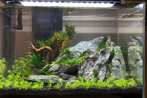 水草泥怎样铺，先要将水缸中的东西清理干净