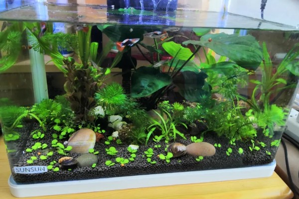 水草泥怎样铺，先要将水缸中的东西清理干净