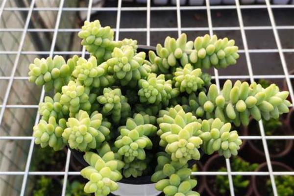 翡翠景天掉叶子如何解决，土壤板结需要疏松土壤