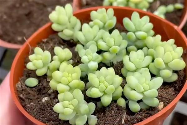 翡翠景天掉叶子如何解决，土壤板结需要疏松土壤