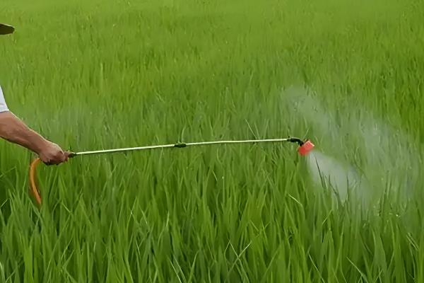 农药剂的主要特点和技术，农药剂起保护作用