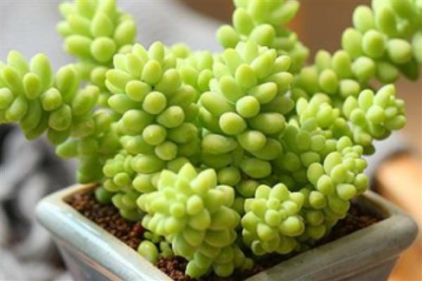 翡翠景天掉叶子如何解决，土壤板结需要疏松土壤