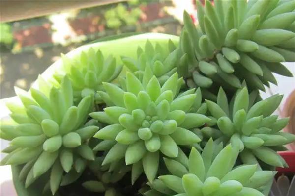 翡翠景天掉叶子如何解决，土壤板结需要疏松土壤