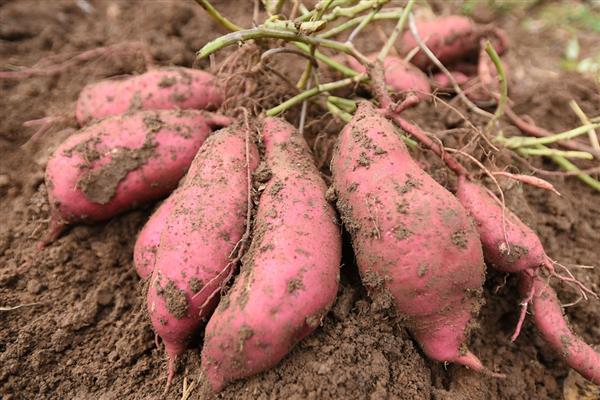 红薯的产地，是在亚洲