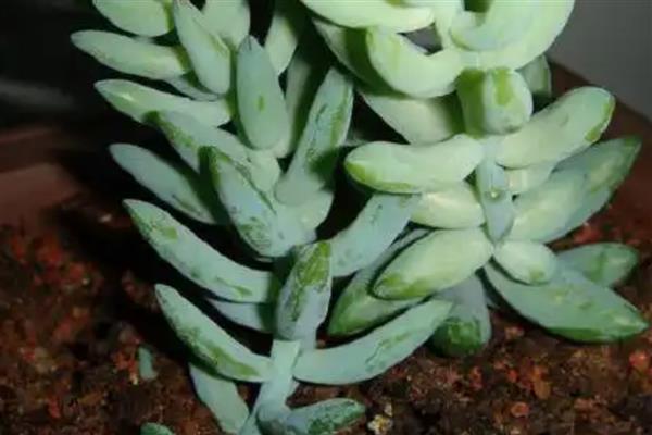 翡翠景天掉叶子如何解决，土壤板结需要疏松土壤