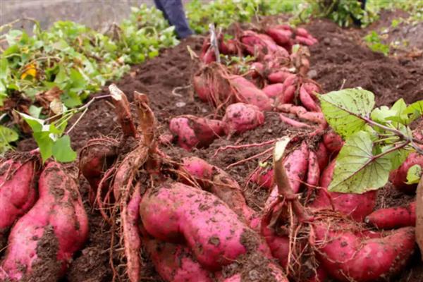 红薯的产地，是在亚洲