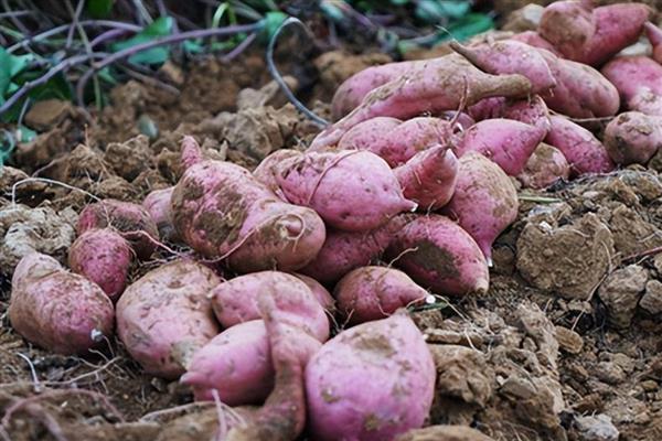 红薯的产地，是在亚洲