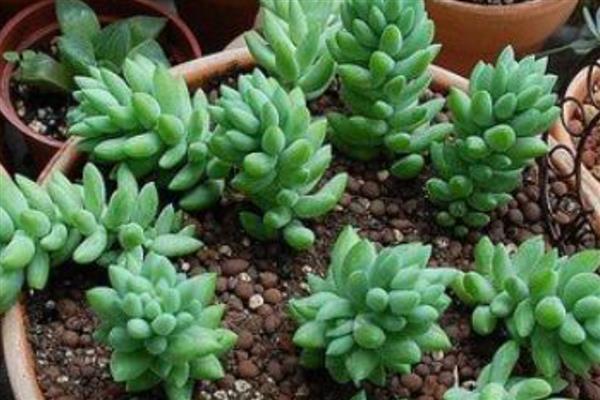 翡翠景天掉叶子如何解决，土壤板结需要疏松土壤
