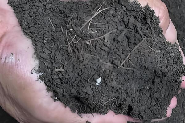 怎么养幸福树，要在营养土中进行栽培