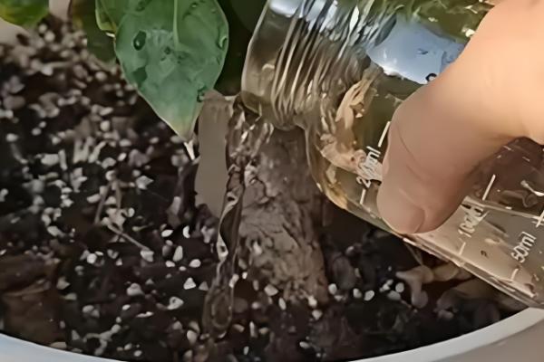 怎么养幸福树，要在营养土中进行栽培