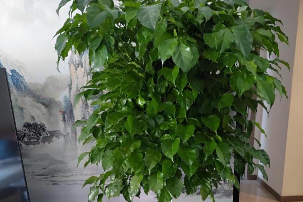 怎么养幸福树，要在营养土中进行栽培