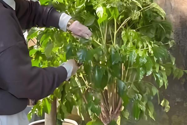 怎么养幸福树，要在营养土中进行栽培