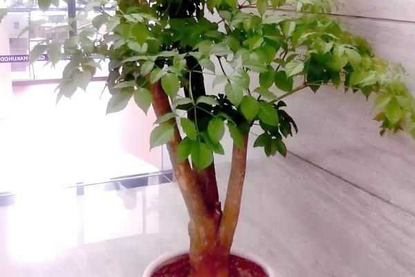 怎么养幸福树，要在营养土中进行栽培
